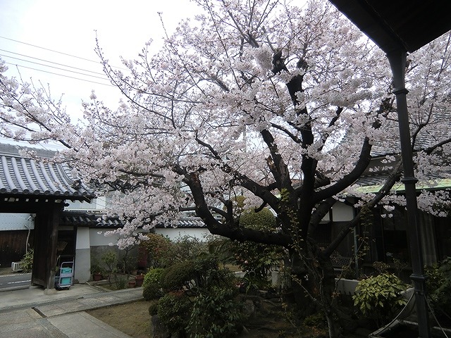 花まつりパレード_(2)