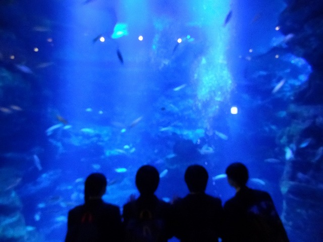 京都水族館_(1)