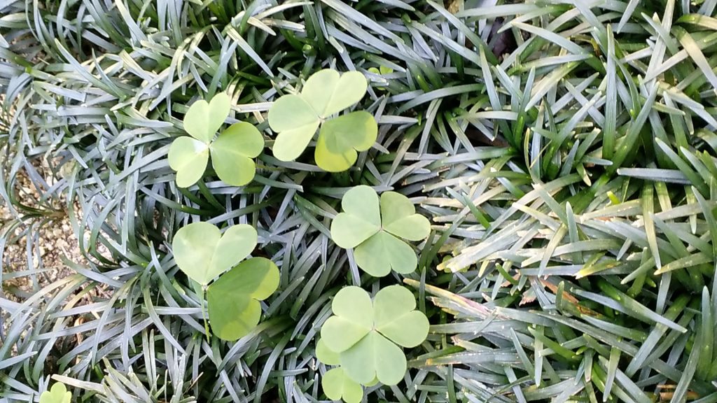 高1 類 生物基礎 で植生観察を行いました Hagoromo通信 羽衣学園ブログ 羽衣学園中学 羽衣学園高校 公式ブログ